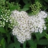 Spirea albiflora